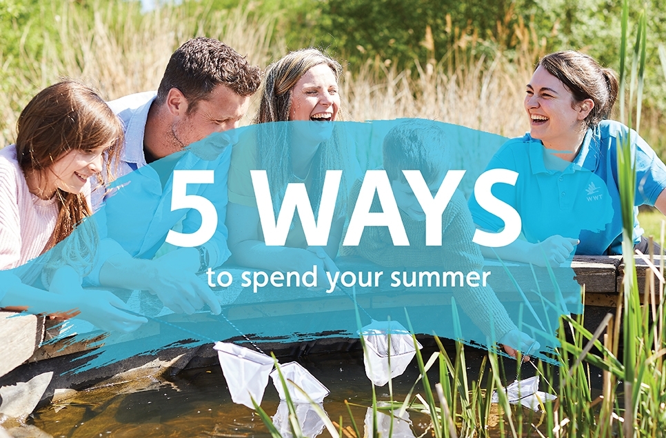 Five ways to spend your summer at Washington Wetland Centre